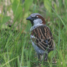 Naminis žvirblis - Passer domesticus ♂ | Fotografas Gintautas Steiblys
