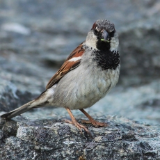 Naminis žvirblis - Passer domesticus | Fotografas Gintautas Steiblys
