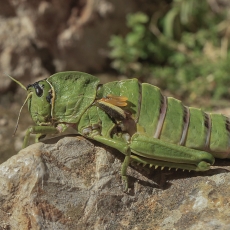 Uolinis skėrys - Pamphagus cristatus ♀ | Fotografas Gintautas Steiblys