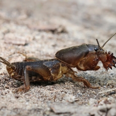 Paprastasis kurklys - Gryllotalpa gryllotalpa | Fotografas Gintautas Steiblys