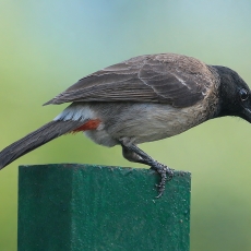 Raudonsturplis bulbiulis - Pycnonotus cafer | Fotografas Gintautas Steiblys