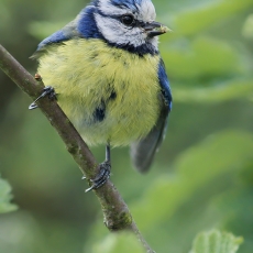 Mėlynoji zylė - Cyanistes caeruleus | Fotografas Gintautas Steiblys