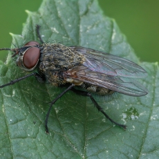 Pilkoji lavonmusė - Pollenia sp. | Fotografas Gintautas Steiblys