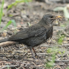 Juodasis strazdas - Turdus merula ♀ | Fotografas Gintautas Steiblys