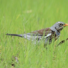 Smilginis strazdas - Turdus pilaris | Fotografas Gintautas Steiblys