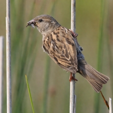 Naminis žvirblis - Passer domesticus | Fotografas Gintautas Steiblys