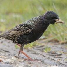 Paprastasis varnėnas - Sturnus vulgaris | Fotografas Gintautas Steiblys