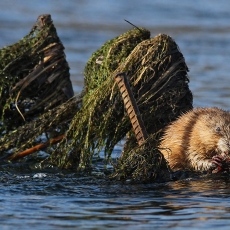 Ondatra - Ondatra zibethicus | Fotografas Gintautas Steiblys