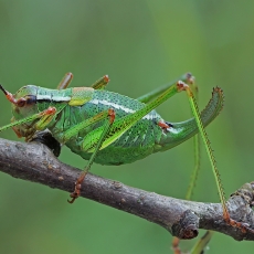 Šilinis pjūklius - Barbitistes constrictus ♀ | Fotografas Gintautas Steiblys
