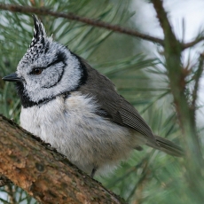 Kuoduotoji zylė - Lophophanes cristatus | Fotografas Gintautas Steiblys