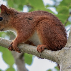 Paprastoji voverė - Sciurus vulgaris | Fotografas Gintautas Steiblys