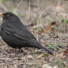Juodasis strazdas - Turdus merula ♂ | Fotografas Gintautas Steiblys