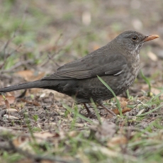 Juodasis strazdas - Turdus merula ♀ | Fotografas Gintautas Steiblys