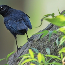 Indinė kiauliukė - Copsychus fulicatus | Fotografas Gintautas Steiblys