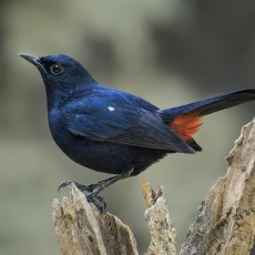 Indinė kiauliukė - Copsychus fulicatus | Fotografas Gintautas Steiblys