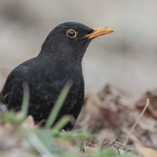 Juodasis strazdas - Turdus merula ♂ | Fotografas Gintautas Steiblys