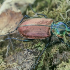 Šešiataškis žvitriažygis - Agonum sexpunctatum | Fotografas Gintautas Steiblys