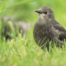 Paprastasis varnėnas - Sturnus vulgaris, juv. | Fotografas Gintautas Steiblys