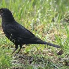 Juodasis strazdas - Turdus merula ♂ | Fotografas Gintautas Steiblys