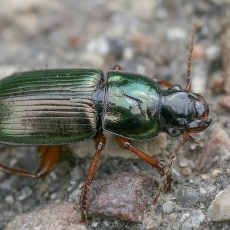 Žaliasis vikriažygis - Harpalus affinis | Fotografas Gintautas Steiblys | Fotografas Gintautas Steiblys
