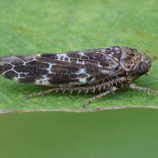 Cikadėlė - Allygus mixtus | Fotografas Gintautas Steiblys