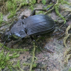 Kalnažygis - Abax carinatus | Fotografas Gintautas Steiblys