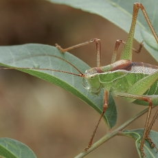 Antalinis pjūklius - Poecilimon antalyaensis | Fotografas Gintautas Steiblys
