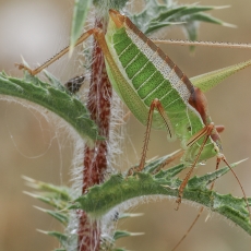 Antalinis pjūklius - Poecilimon antalyaensis | Fotografas Gintautas Steiblys