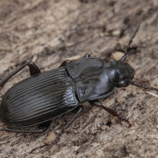 Kalnažygis - Abax carinatus | Fotografas Gintautas Steiblys