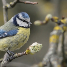 Mėlynoji zylė - Cyanistes caeruleus | Fotografas Gintautas Steiblys
