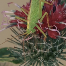 Girinis siūlaūsis - Meconema thalassinum ♂ | Fotografas Gintautas Steiblys