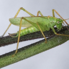 Girinis siūlaūsis - Meconema thalassinum ♂ | Fotografas Gintautas Steiblys