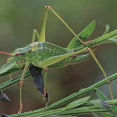 Šilinis pjūklius - Barbitistes constrictus ♀| Fotografas Gintautas Steiblys