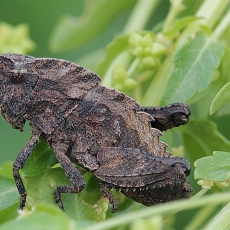 Uolinis skėrys - Paranocarodes anatoliensis | Fotografas Gintautas Steiblys