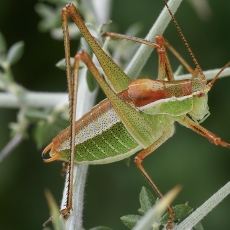 Antalinis pjūklius - Poecilimon antalyaensis | Fotografas Gintautas Steiblys