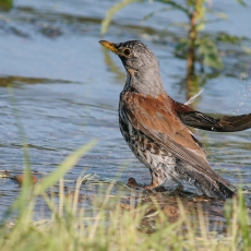 Smilginis strazdas - Turdus pilaris | Fotografas Gintautas Steiblys