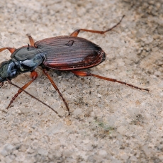 Žvitražygis - Agonum sordidum | Fotografas Gintautas Steiblys