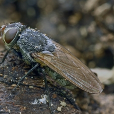 Pilkoji lavonmusė - Pollenia sp. | Fotografas Gintautas Steiblys