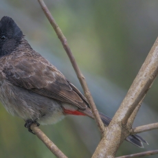 Raudonsturplis bulbiulis - Pycnonotus cafer | Fotografas Gintautas Steiblys