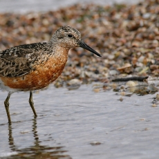 Islandinis bėgikas - Calidris canutus | Fotografas Gintautas Steiblys