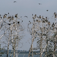 Didžiųjų kormoranų - Phalacrocorax carbo kolonija | Fotografas Gintautas Steiblys