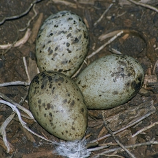 Sidabrinio kiro - Larus argentatus lizdas | Fotografas Gintautas Steiblys