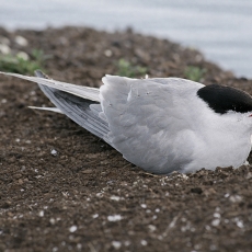 Upinė žuvėdra - Sterna hirundo | Fotografas Gintautas Steiblys
