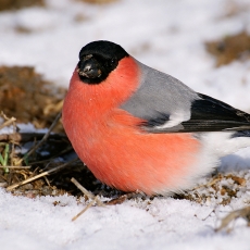 Juodagalvė sniegena - Pyrrhula pyrrhula ♂ | Fotografas Gintautas Steiblys
