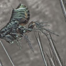 Paukštinė blusa - Ceratophyllus gallinae | Fotografas Gintautas Steiblys