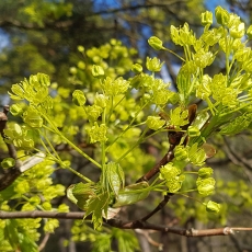 Paprastasis klevas - Acer platanoides | Fotografas Gintautas Steiblys