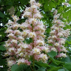Paprastasis kaštonas - Aesculus hippocastanum | Fotografas Gintautas Steiblys