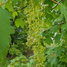 Platanalapis klevas - Acer pseudoplatanus | Fotografas Gintautas Steiblys