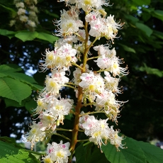 Paprastasis kaštonas - Aesculus hippocastanum | Fotografas Gintautas Steiblys