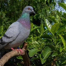 Naminis karvelis - Columba livia var. domestica | Fotografas Gintautas Steiblys